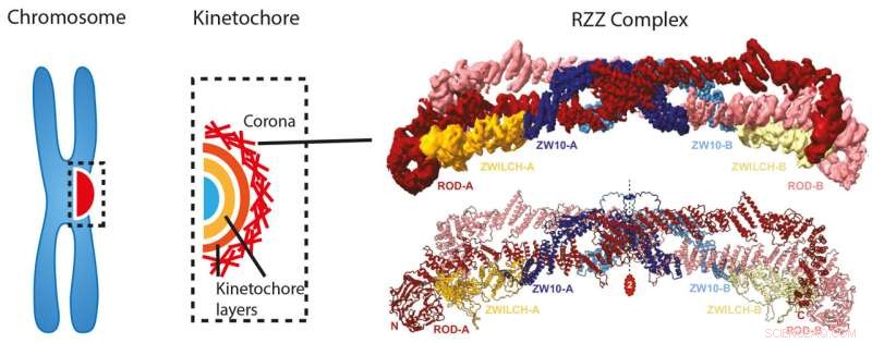 Kinetochore Corona Structure Revealed: Insights into Chromosome Segregation