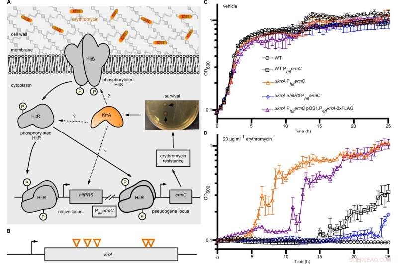 HitRS Signaling: Genetic Factor KrrA Identified in Bacterial Bioterrorism Research