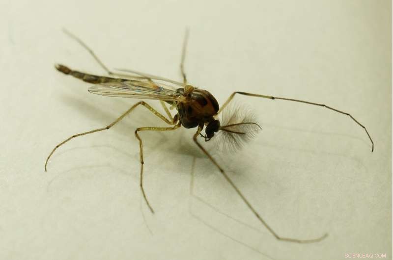 Microplastics & Evolution: How Tiny Plastics Are Changing Life