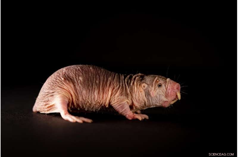 Naked Mole-Rat Social Status Linked to Stronger Immunity