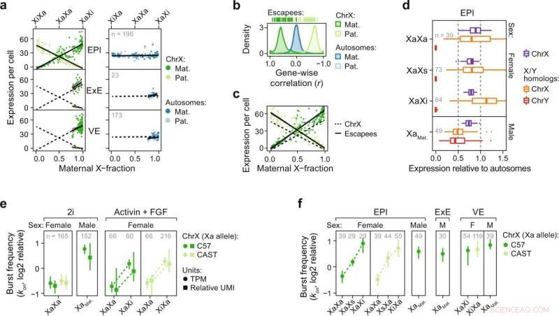 X-Chromosome Dosage Regulation: A Study of Lineage-Specific Expression