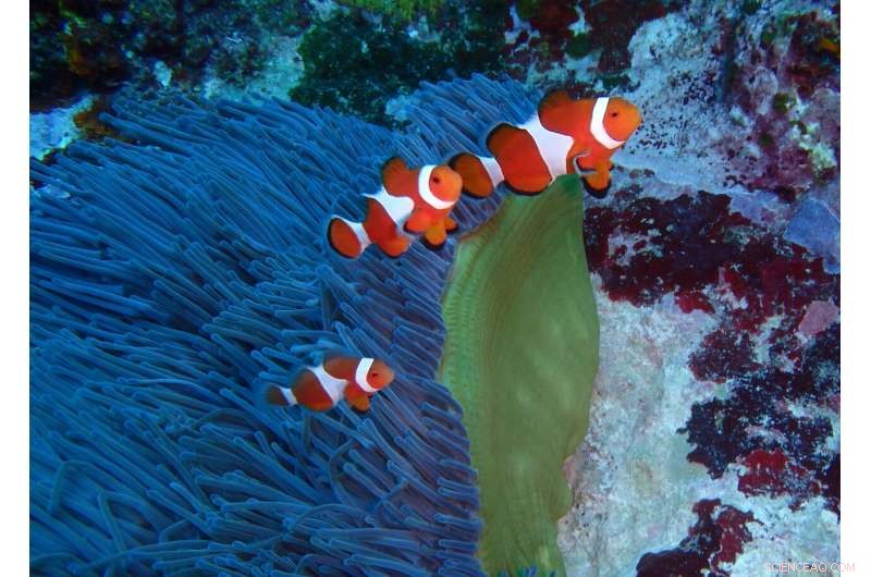 Decoding Clownfish: Scientists Unravel the Genome of Amphiprion ocellaris
