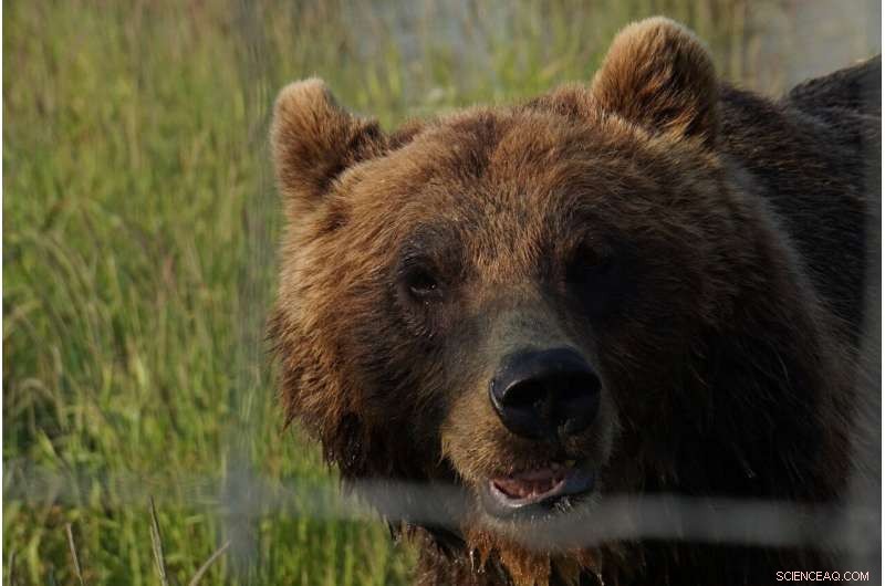 Alaskan Brown Bear Gut Microbiome: Habitat s Influence on Microbial Diversity