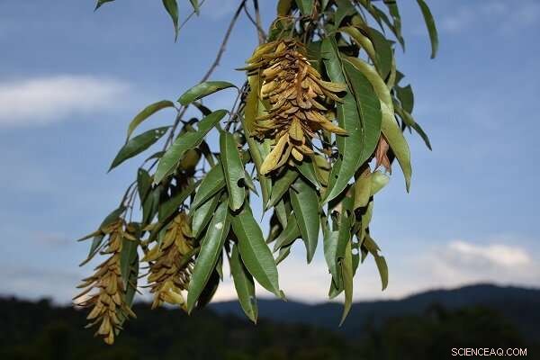 Engelhardia Plants: Unraveling Vegetation Shifts Between Tropical Indochina & Subtropical China