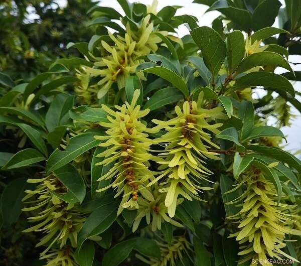 Engelhardia Plants: Unraveling Vegetation Shifts Between Tropical Indochina & Subtropical China