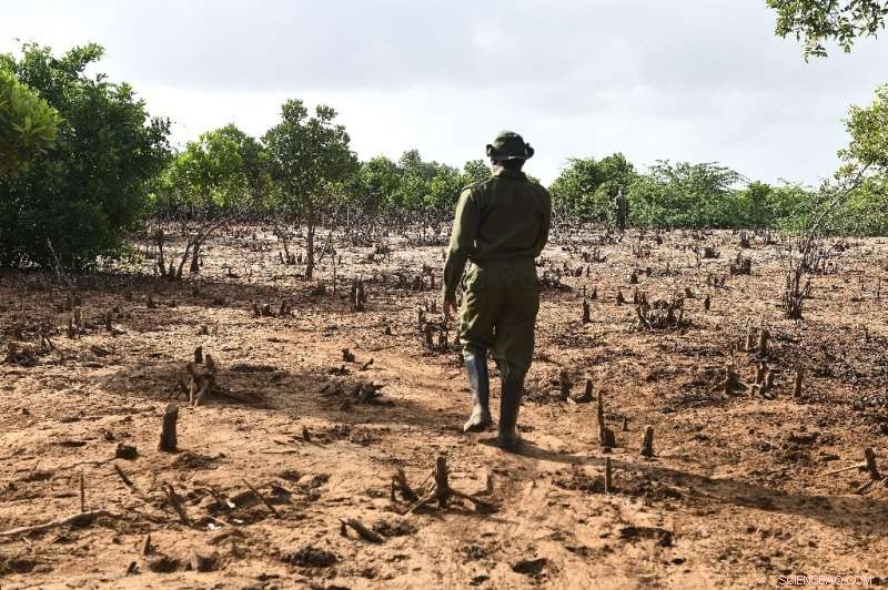 Mangrove Restoration in Kenya: Healing a Devastated Estuary