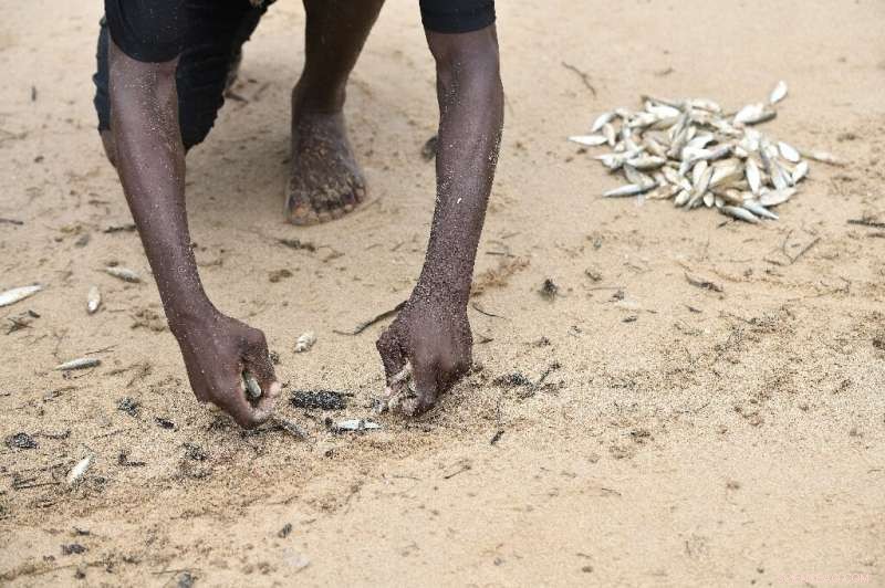 Mangrove Restoration in Kenya: Healing a Devastated Estuary