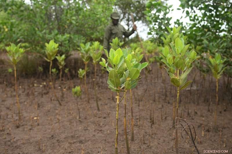 Mangrove Restoration in Kenya: Healing a Devastated Estuary