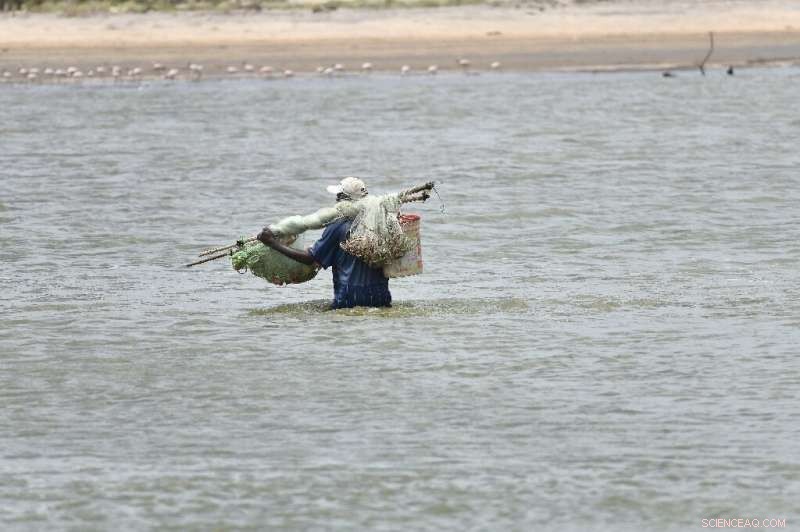 Mangrove Restoration in Kenya: Healing a Devastated Estuary