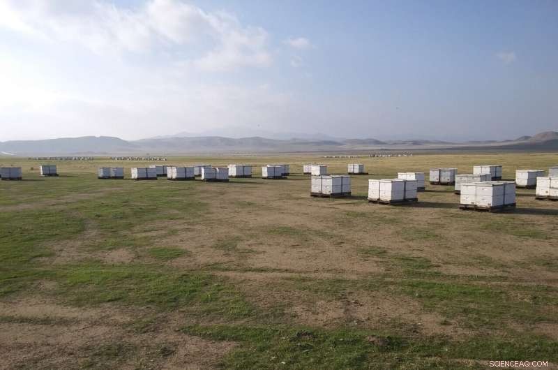 Sustainable Honey Bee Breeding: A Solution to Varroa Mite Infestation