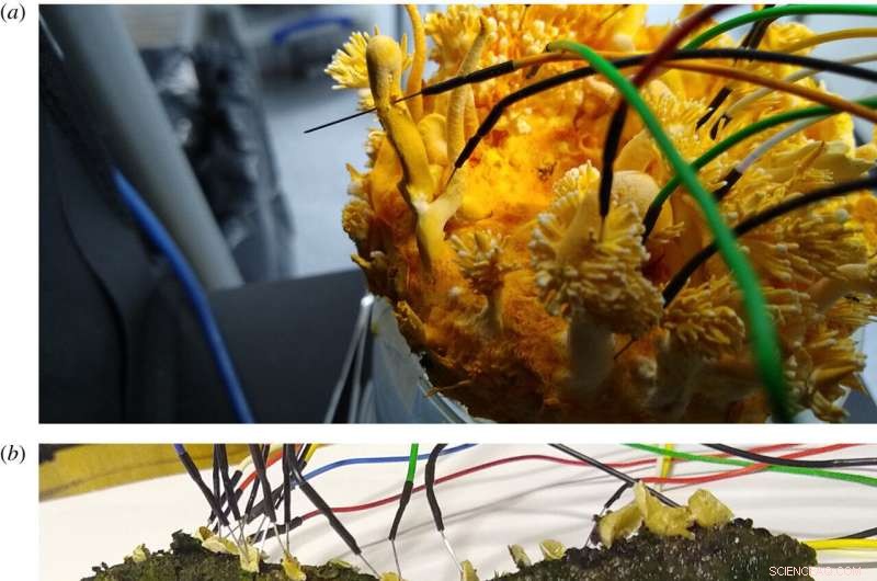 Understanding Fungal Communication: Exploring the Basic Structure of Fungal Language