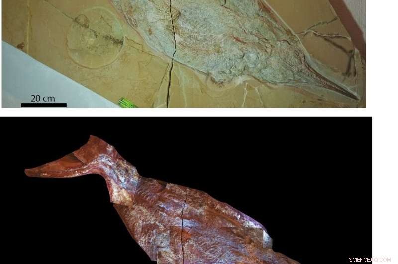 Ichthyosaur Discovery in Germany Reveals Stunning Fossil Preservation