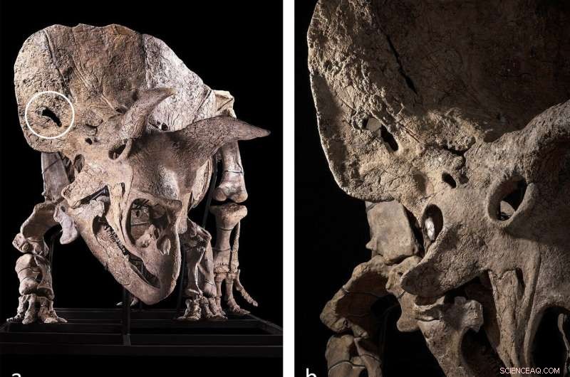 Triceratops Combat Injuries Revealed in Big John Fossil