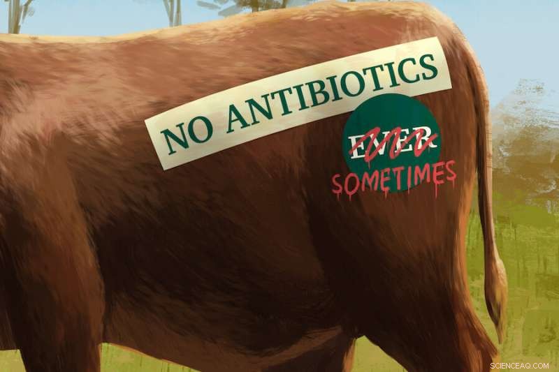 Beef  Raised Without Antibiotics  Labels: New Study Questions Integrity