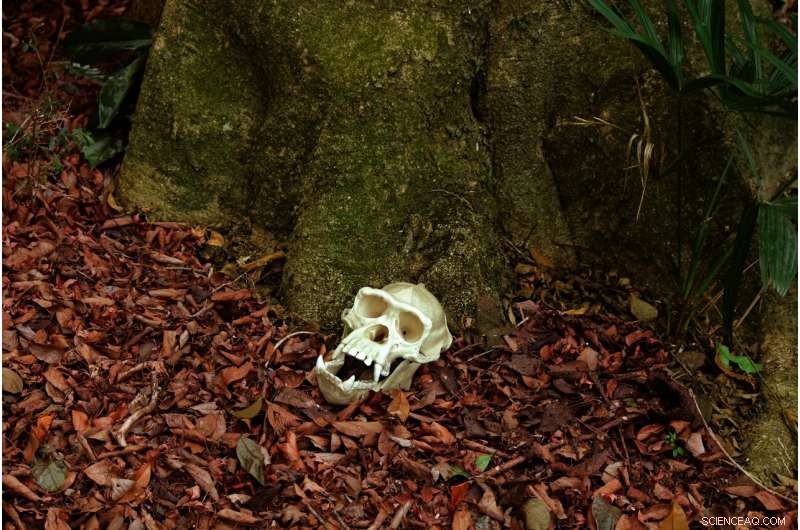 Chimpanzee Skull Recognition: Evidence of Species-Specific Cognition