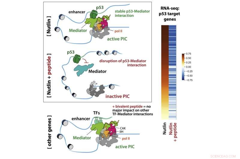 Novel Cancer Therapy: Researchers Identify Key Gene Inhibitor with Broad Application