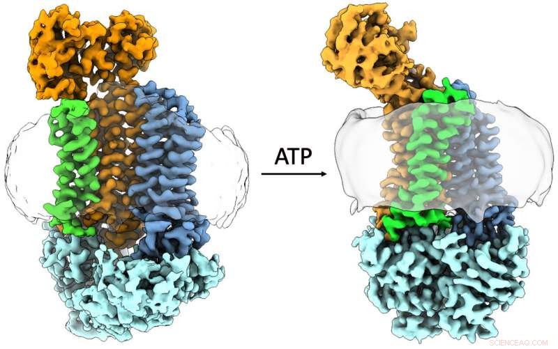 Understanding Antibiotic Resistance: A Deep Dive into Bacterial Proteins