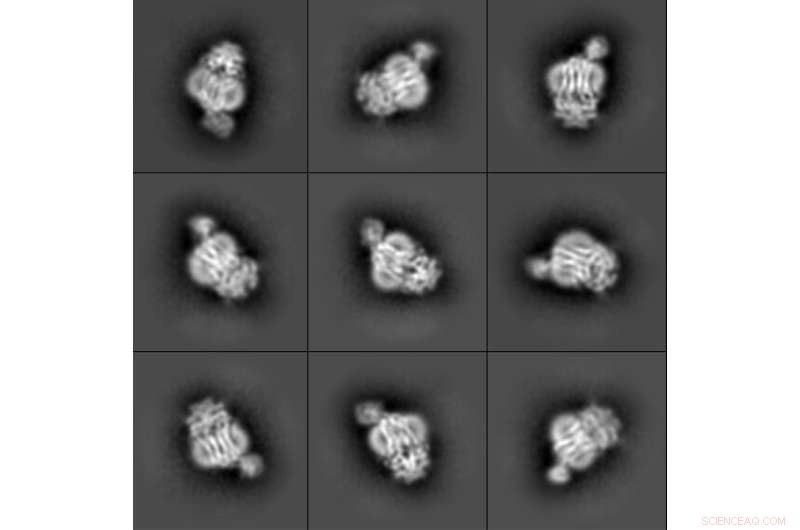 Understanding Antibiotic Resistance: A Deep Dive into Bacterial Proteins