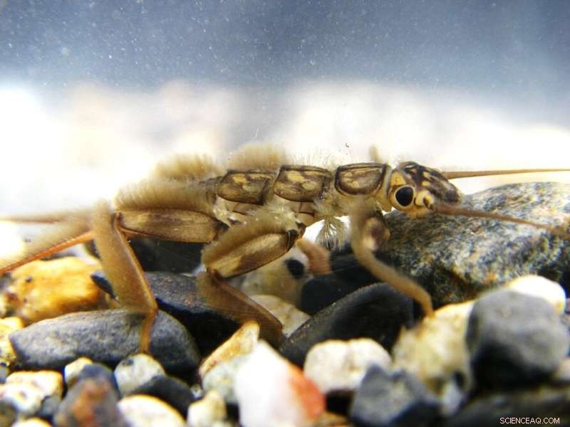 Mountain Streams as Climate Change Indicators: A New Research Tool