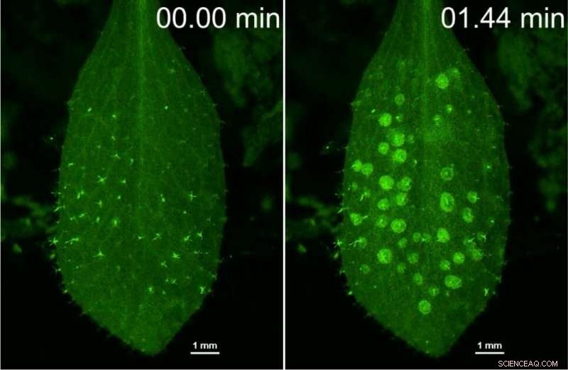 Plant Immunity & Rain: How Plants Defend Against Pathogens During Rainfall