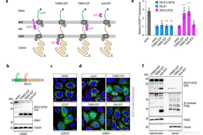 Mitochondrial Stress Signaling: DELE1 Cleavage and the ISR Pathway