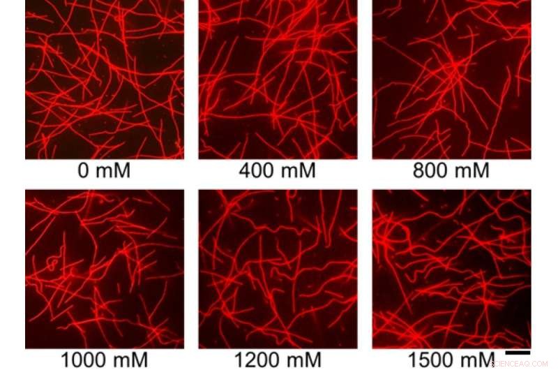 TMAO s Impact on Microtubule Flexibility: Insights from Molecular Machines