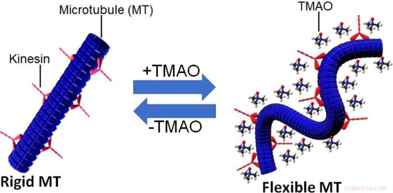 TMAO s Impact on Microtubule Flexibility: Insights from Molecular Machines
