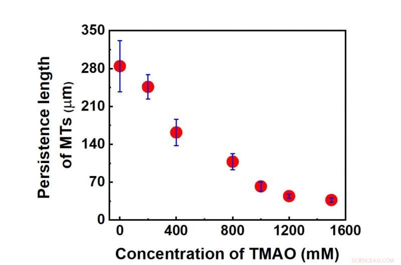 TMAO s Impact on Microtubule Flexibility: Insights from Molecular Machines