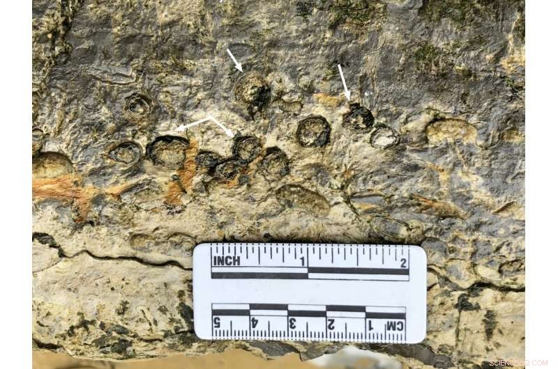 New Ichthyosauromorph Discovery Sheds Light on Early Marine Reptile Evolution