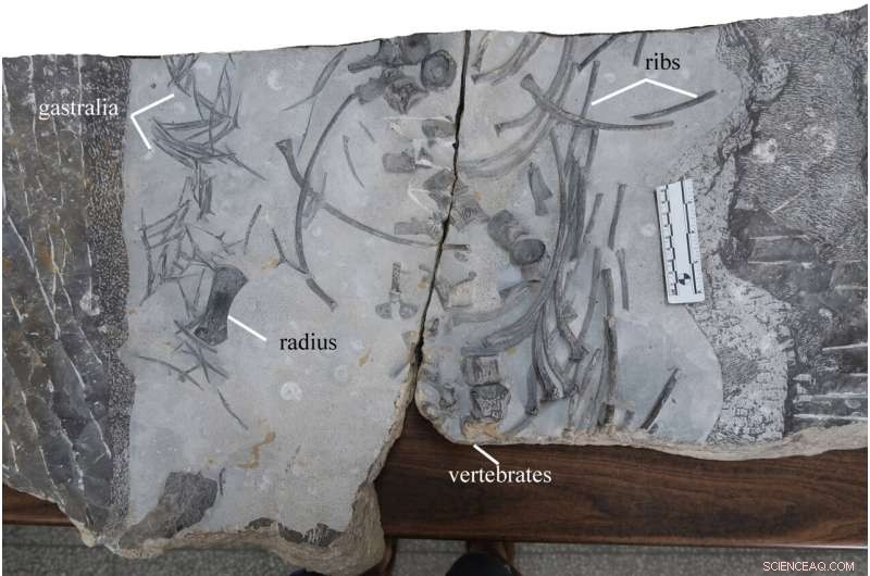 New Ichthyosauromorph Discovery Sheds Light on Early Marine Reptile Evolution