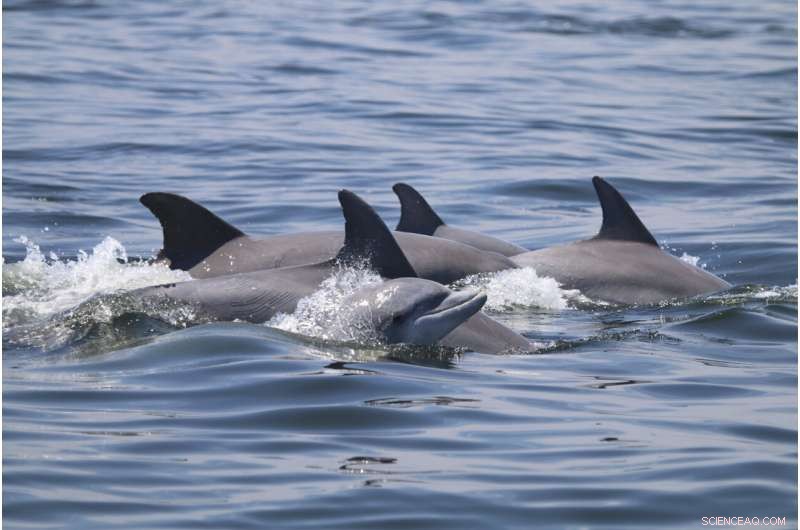 Dolphin Social Behavior: Playfulness, Bonding, and Viral Transmission