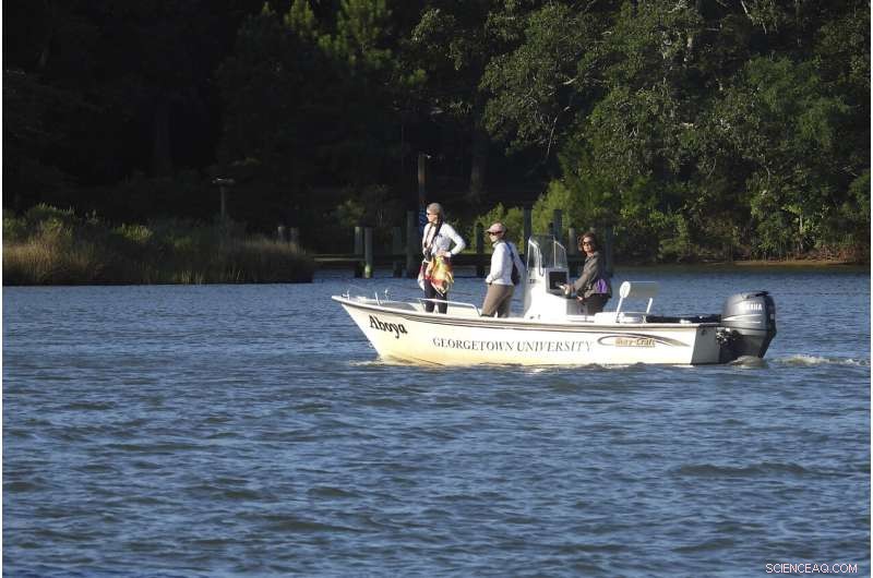 Dolphin Social Behavior: Playfulness, Bonding, and Viral Transmission
