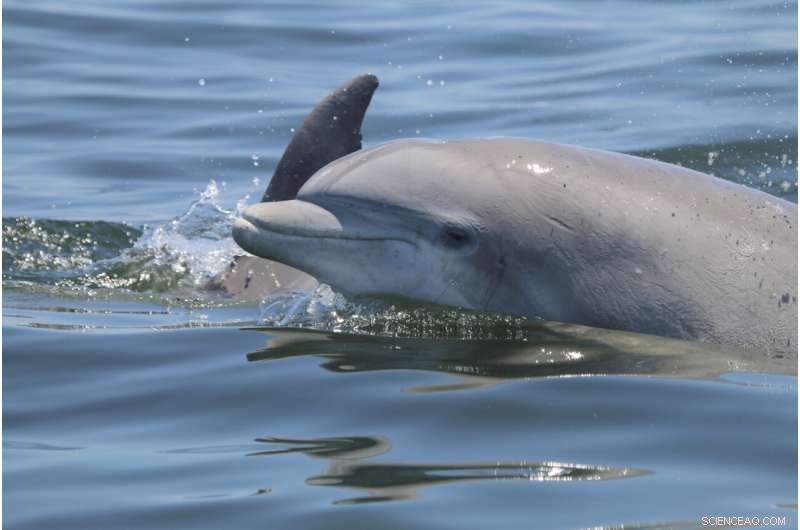Dolphin Social Behavior: Playfulness, Bonding, and Viral Transmission