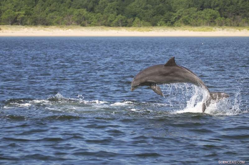 Dolphin Social Behavior: Playfulness, Bonding, and Viral Transmission