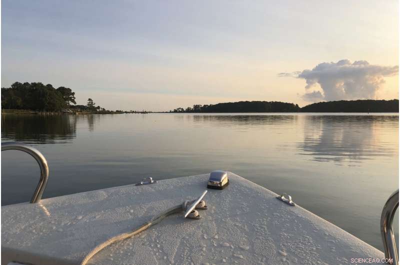Dolphin Social Behavior: Playfulness, Bonding, and Viral Transmission