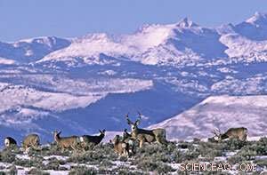 Western US Big Game Migration Report: New Insights into Mule Deer Movement