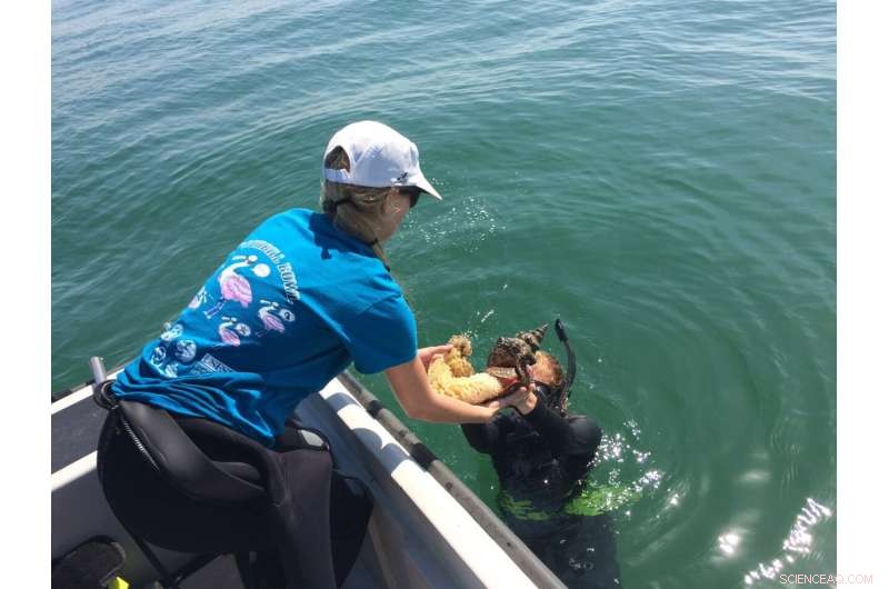 Florida Horse Conch: Facing a Higher Risk of Extinction Than Estimated