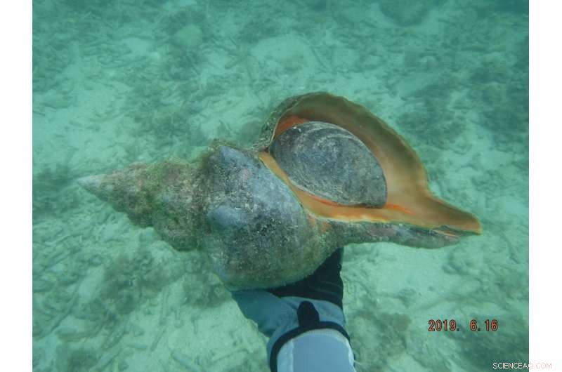 Florida Horse Conch: Facing a Higher Risk of Extinction Than Estimated
