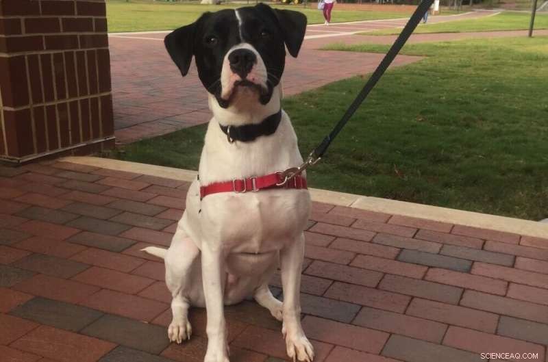 FDA Pet Food Handling: Study Reveals Low Compliance Among US Dog Owners