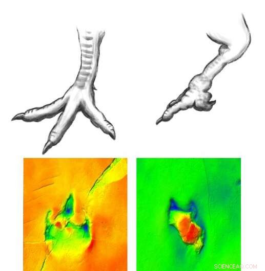 Unique Dinosaur Footprints Reveal Unusual Gait