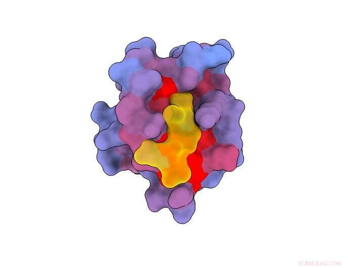Protein s Hidden Doors: New Targets for Drug Discovery