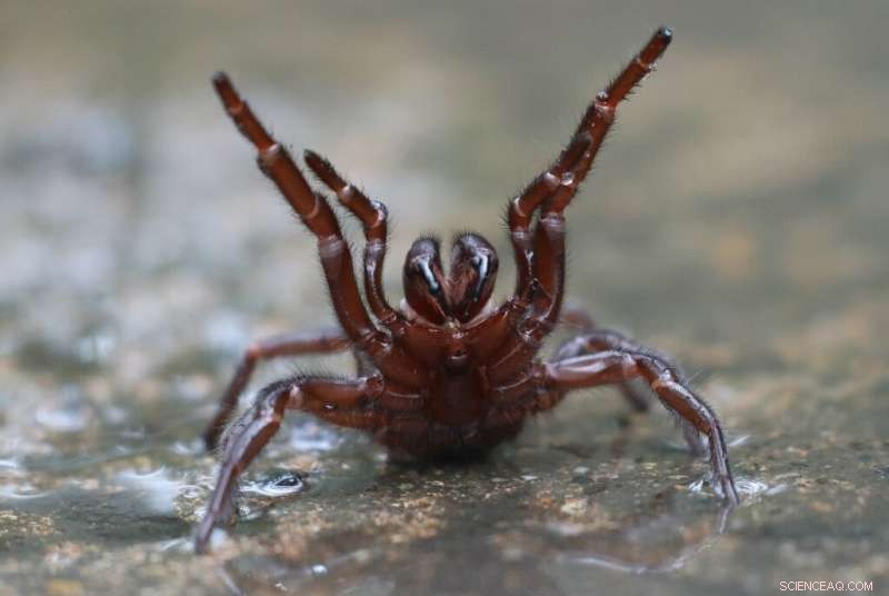 50,000 Spider Species Identified Worldwide: A Comprehensive Catalog