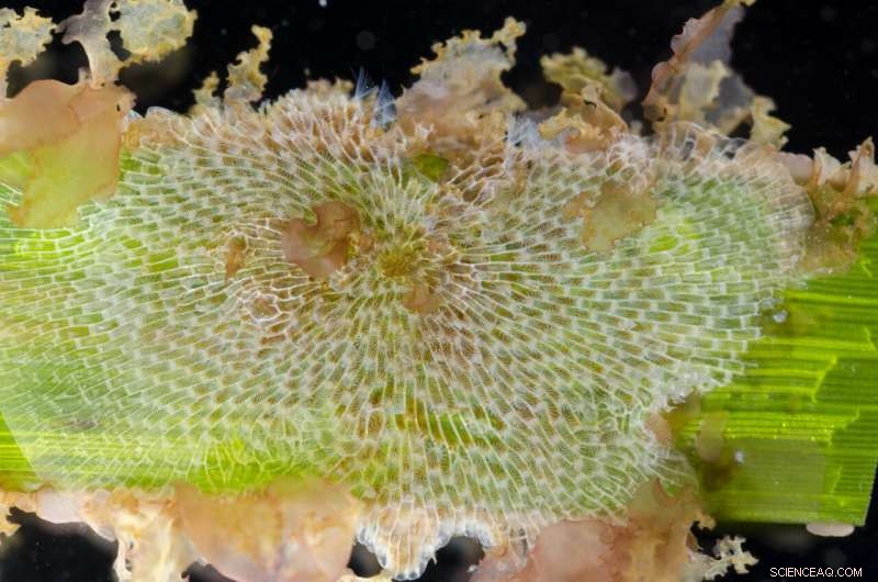 Ancient Parental Care in Bryozoans: New Genetic Insights