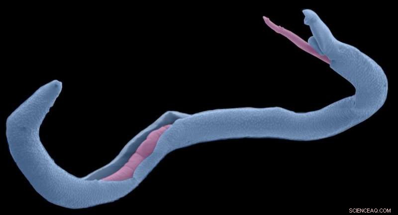 Schistosomiasis Research: New Insights into Parasite Reproduction