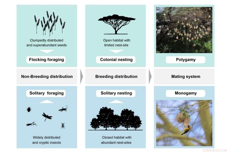 Vegetarian Birds Exhibit Stronger Social Bonds Than Insectivores - University of Bath Research