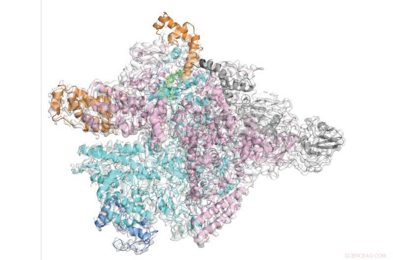 Fidaxomicin: A Targeted Antibiotic Against C. difficile - Mechanism & Benefits