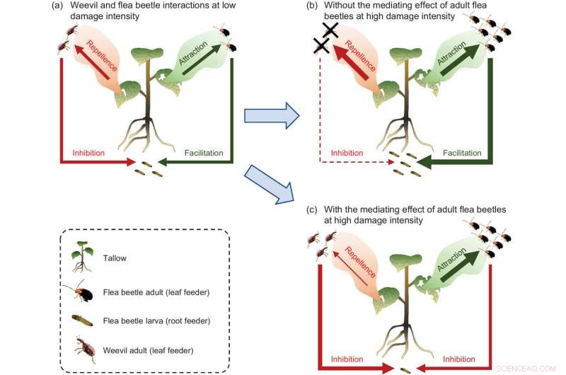 Herbivore Interactions: How Species and Density Shape Plant Responses