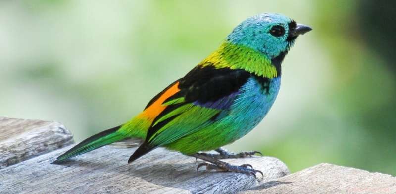 The Science of Tropical Bird Coloration: Why Bright Feathers Matter