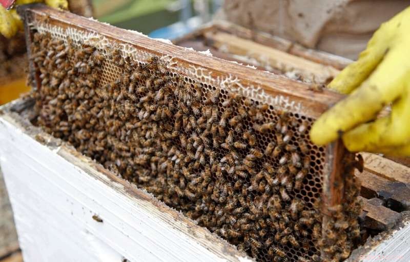 Protecting Bees in Cities: Colombian Researchers Find Urban Sanctuaries