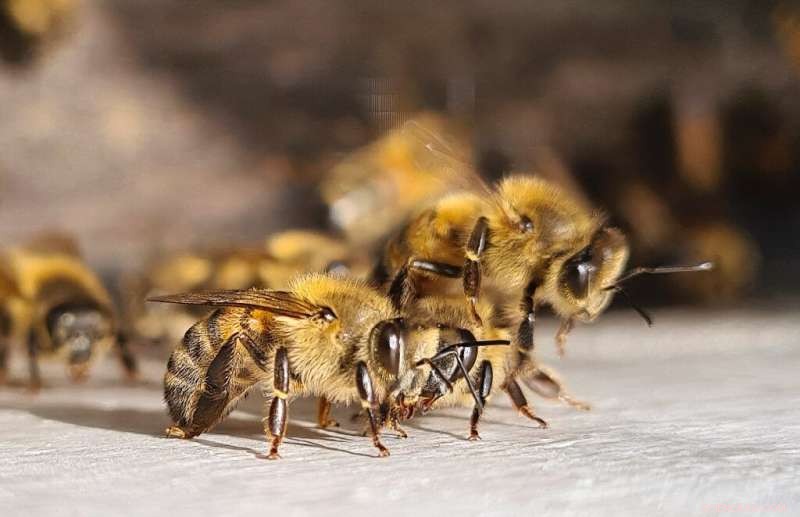 Protecting Bees in Cities: Colombian Researchers Find Urban Sanctuaries